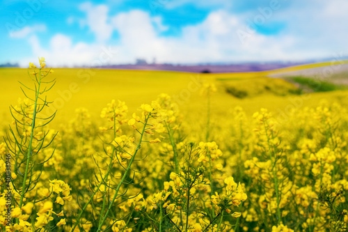 Yellow rapeseed flowers in the field  rural landscape
