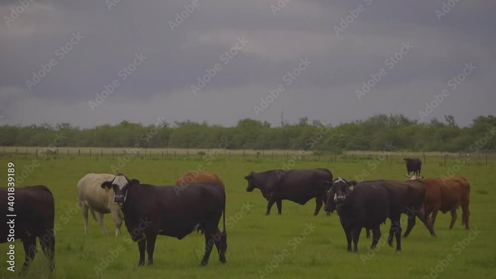 Closer shot of cows grazing in a field with a stormy gray sky in 59.94p Closer shot of cows grazing in a field with a stormy gray sky in 59.94p