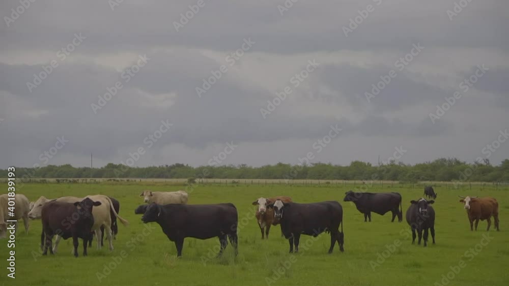 Wide shot of cows grazing in a field with a stormy gray sky in 59.94p Wide shot of cows grazing in a field with a stormy gray sky in 59.94p