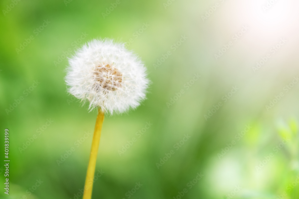 White dandelion on a blurred green background White dandelion on a blurred green background