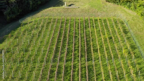 Pattern and lines at Vineyard surrounded by forest. Sittersdorf, Austria. photo