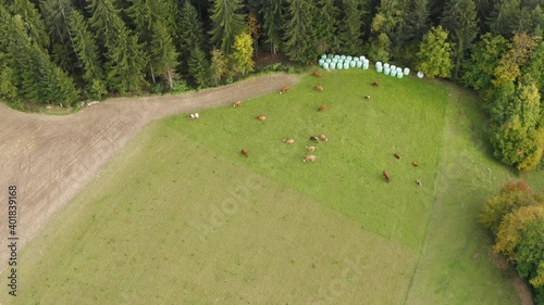 Herd cows grazing on green summer meadow, landscape aerial. Prevalje, Slovenia photo