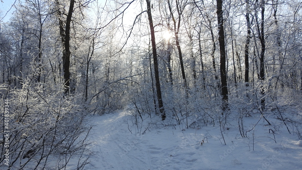 foresty forest foresty forest