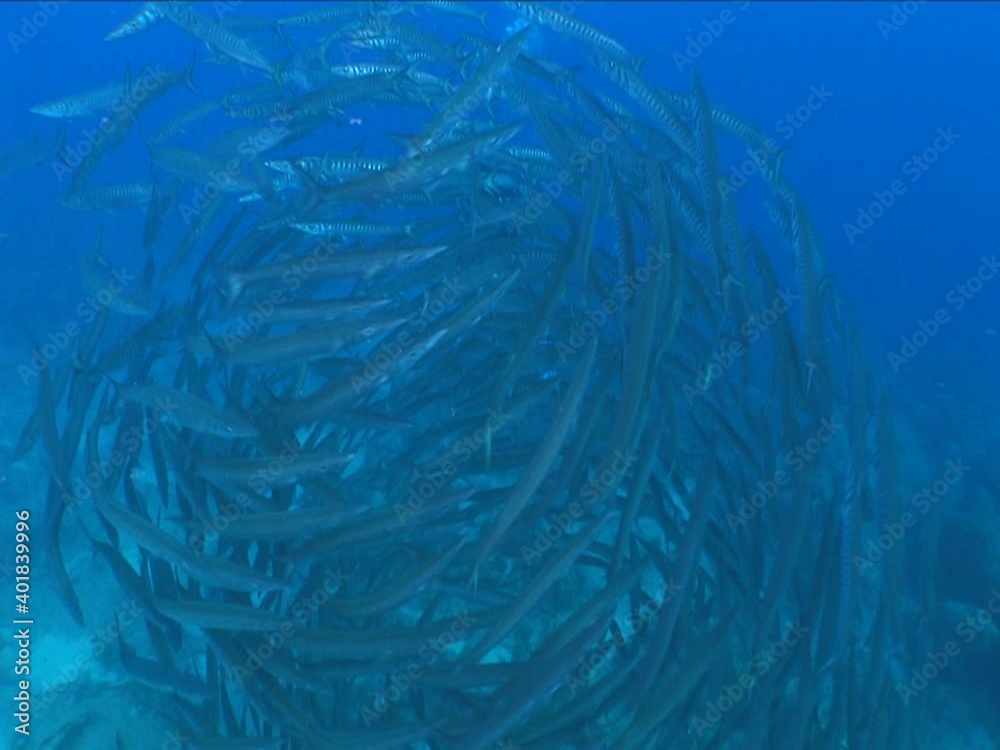 barracudas turning underwater vortex barracuda fish under ocean scenery barracudas turning underwater vortex barracuda fish under ocean scenery