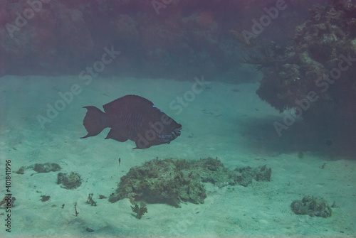 Midnight Parrotfish with cruising in Little Cayman photo