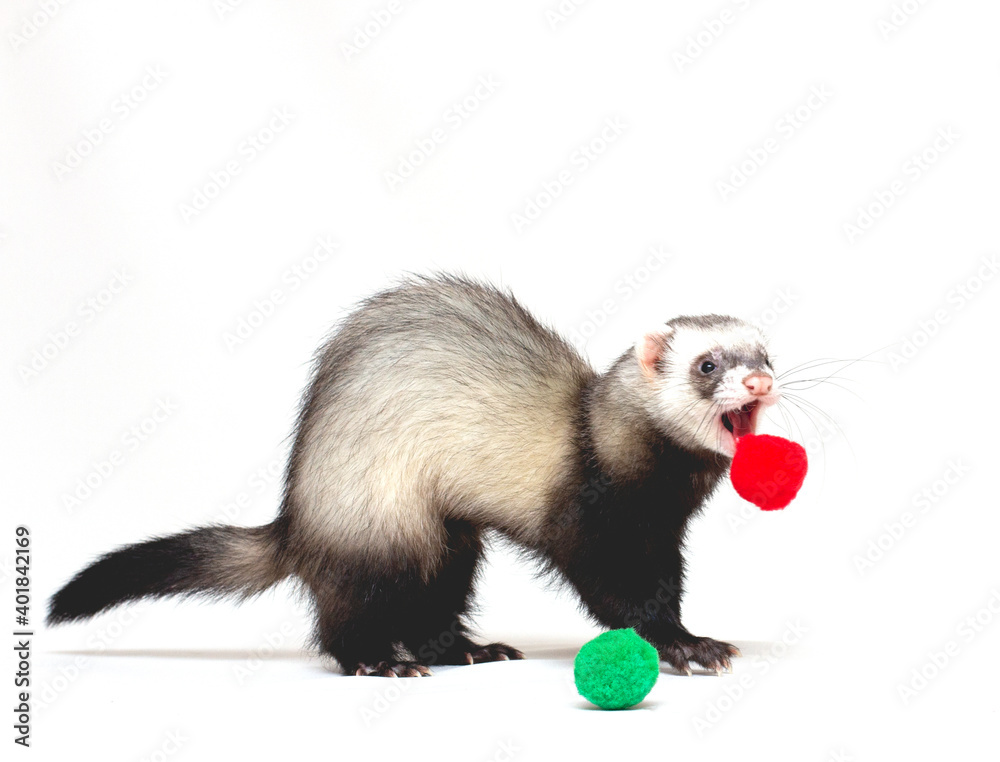 cute and playful young ferret hunts and plays with the ball cute and playful young ferret hunts and plays with the ball