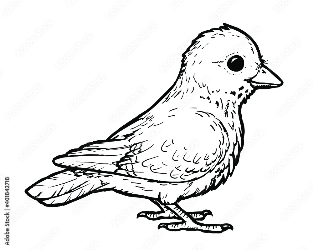 Drawing of bird - hand sketch of cute animal Drawing of bird - hand sketch of cute animal