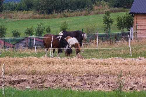 Konie na łące na wybiegu