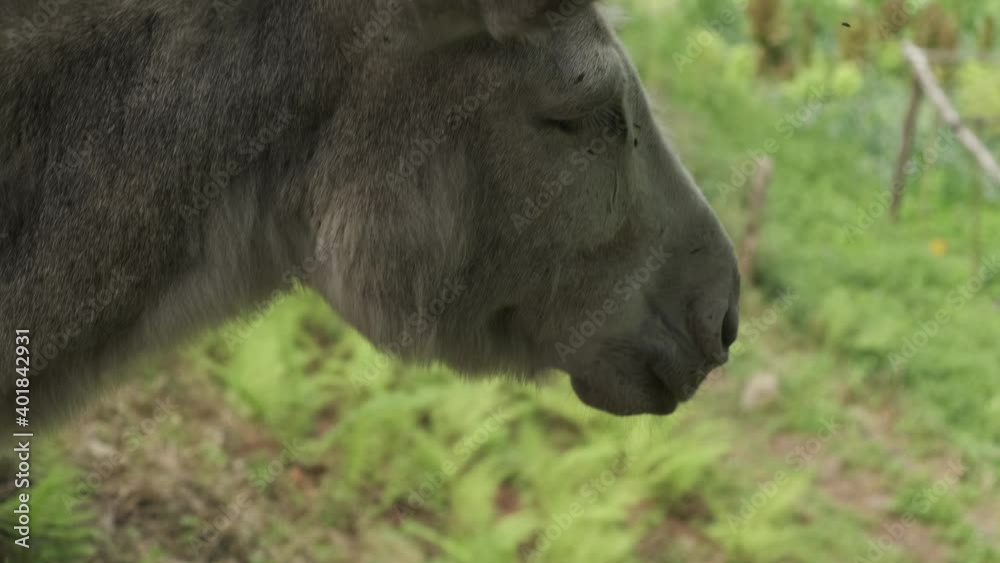 burro agitando la cabeza en la naturaleza