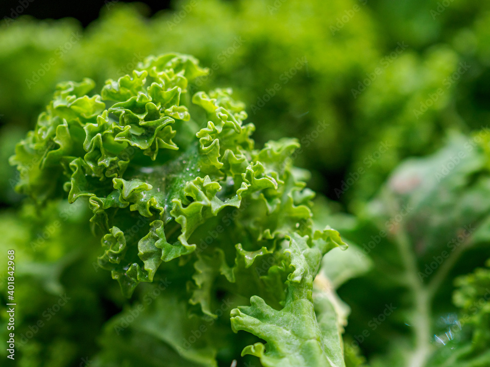 Selective focus close up of kale Selective focus close up of kale
