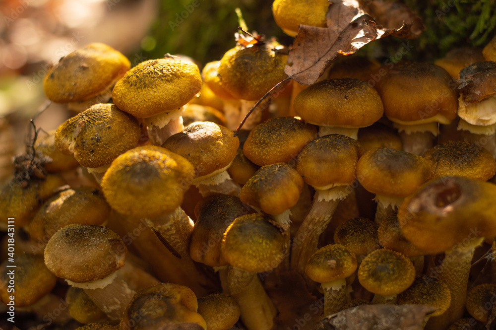 A blurred image of honey agarics growing on a stump. A blurred image of honey agarics growing on a stump.