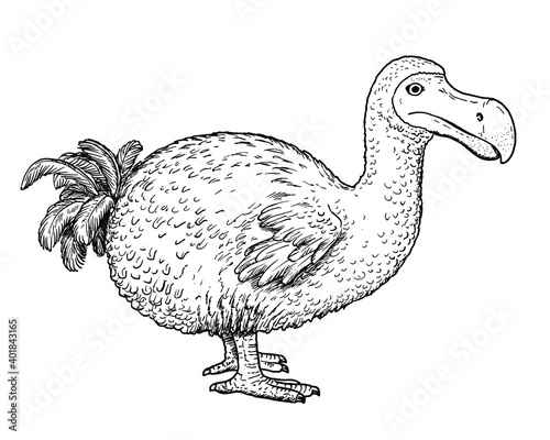 Drawing of Dodo dront - hand sketch of extinct bird