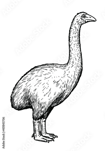 Drawing of Moa bird - hand sketch of extinct species