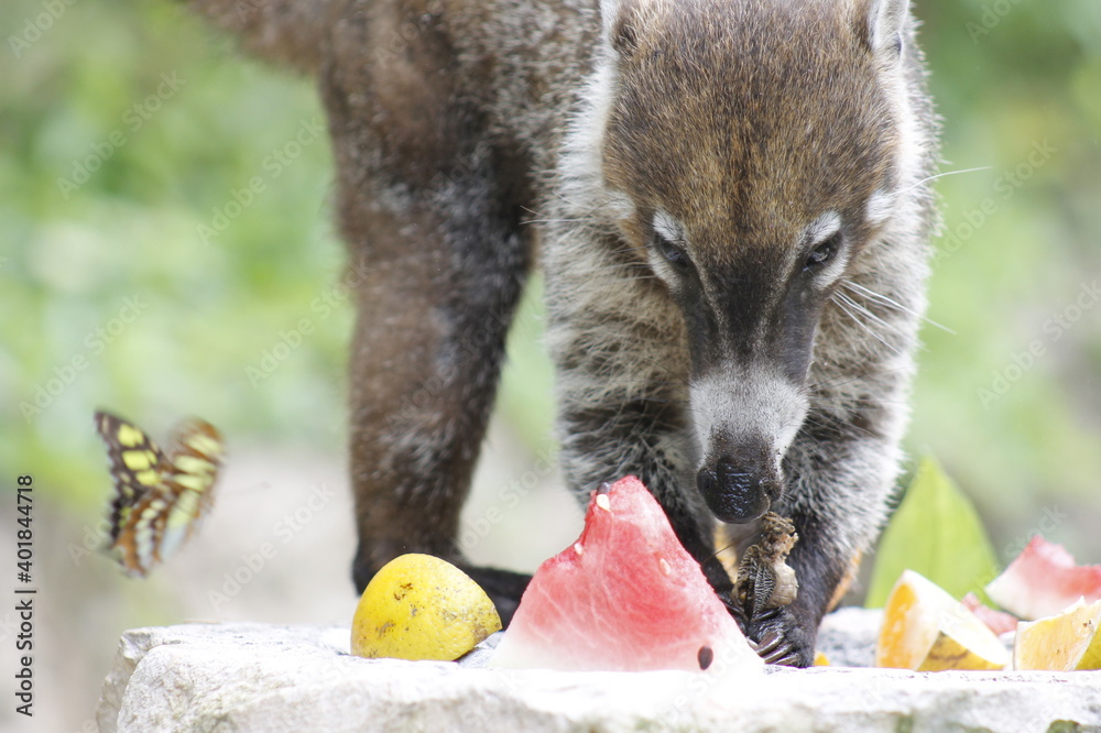 White-nosed coati eating some orange and watermelon fruits in the jungle 