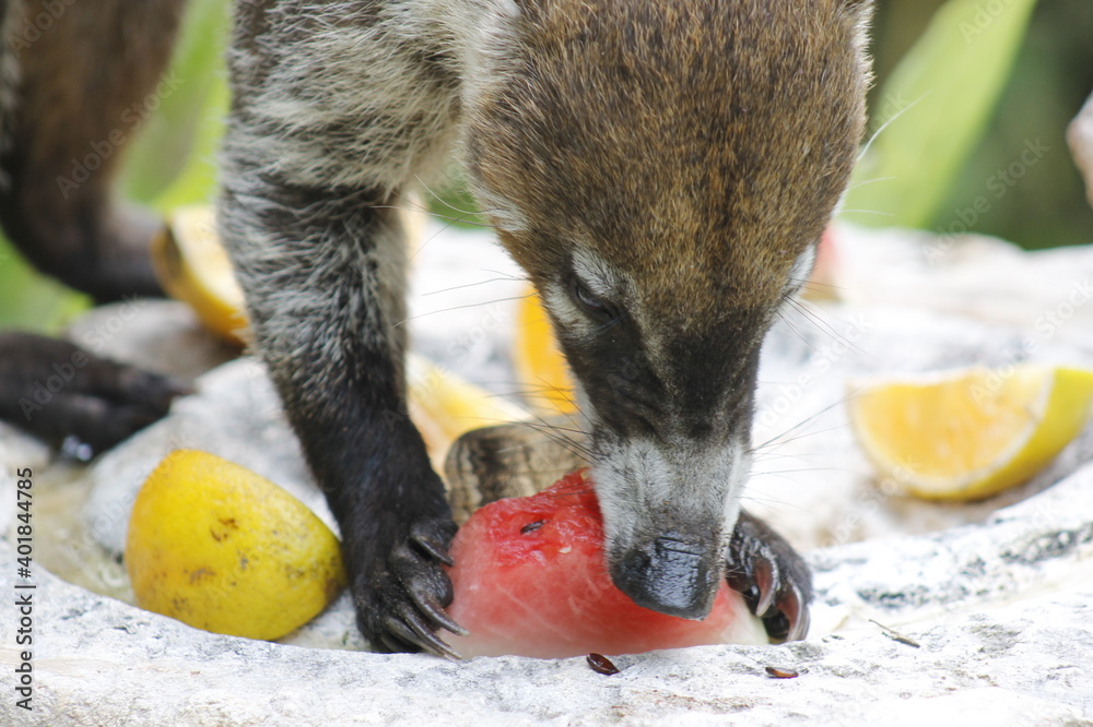 White-nosed coati eating some orange and watermelon fruits in the jungle