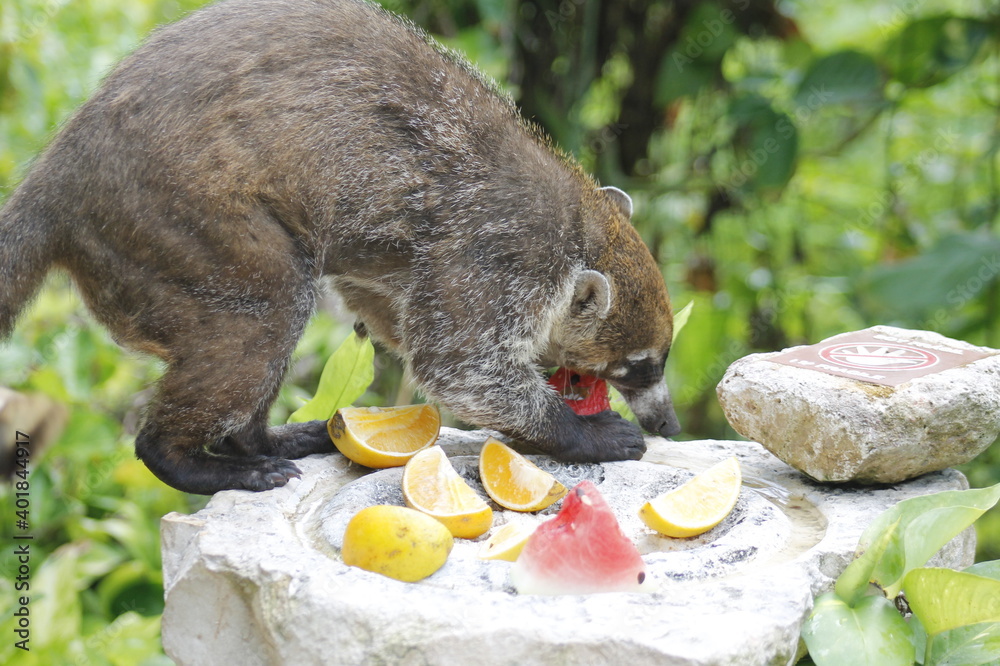 White-nosed coati eating some orange and watermelon fruits in the jungle