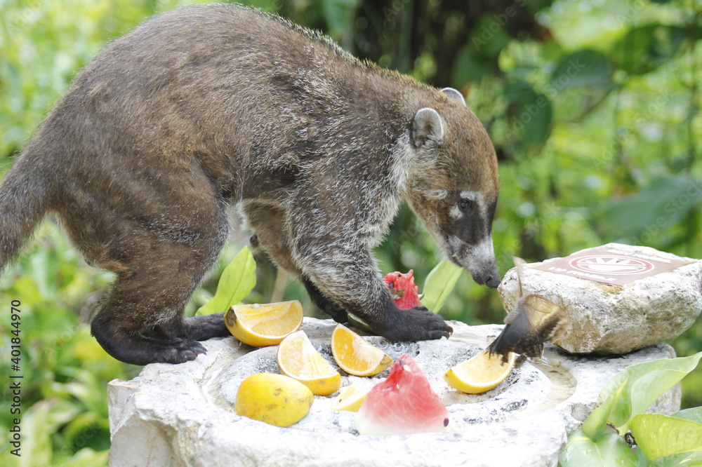 White-nosed coati eating some orange and watermelon fruits in the jungle