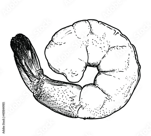 Drawing of shrimp - hand sketch of food
