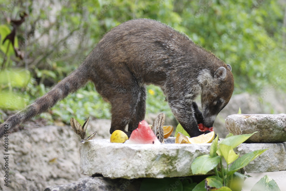 White-nosed coati eating some orange and watermelon fruits in the jungle