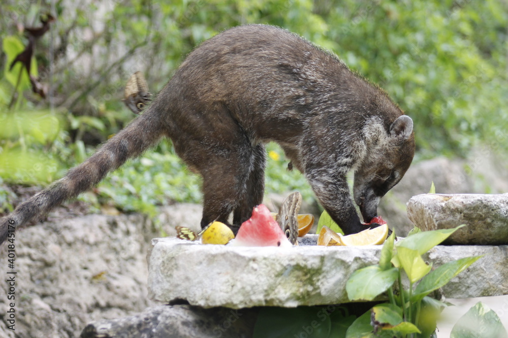 White-nosed coati eating some orange and watermelon fruits in the jungle