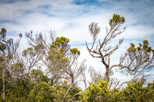 vegetation near cape of good hope, south africa