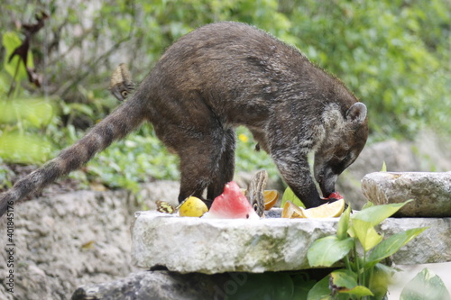 Obraz na płótnie White-nosed coati eating some orange and watermelon fruits in the jungle w salonie
