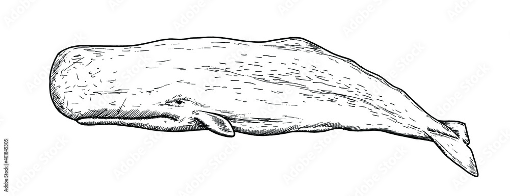 Drawing of sperm whale - hand sketch of water mammal Stock Vector | Adobe  Stock