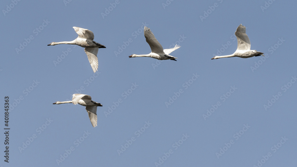 vier Schwäne im Flug