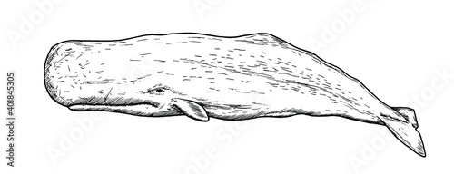 Drawing of sperm whale - hand sketch of water mammal