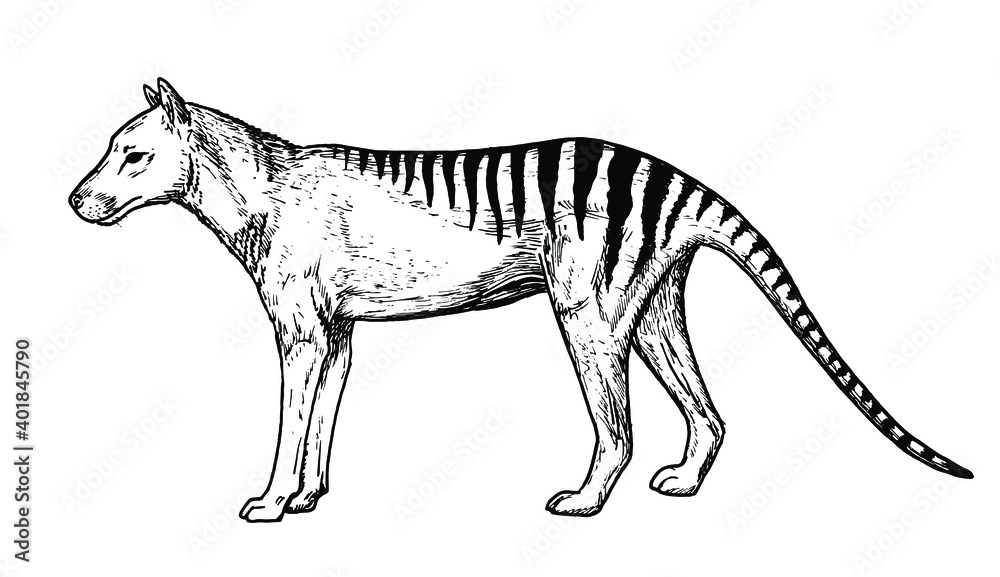 Drawing of Tasmanian tiger - hand sketch of extinct mammal