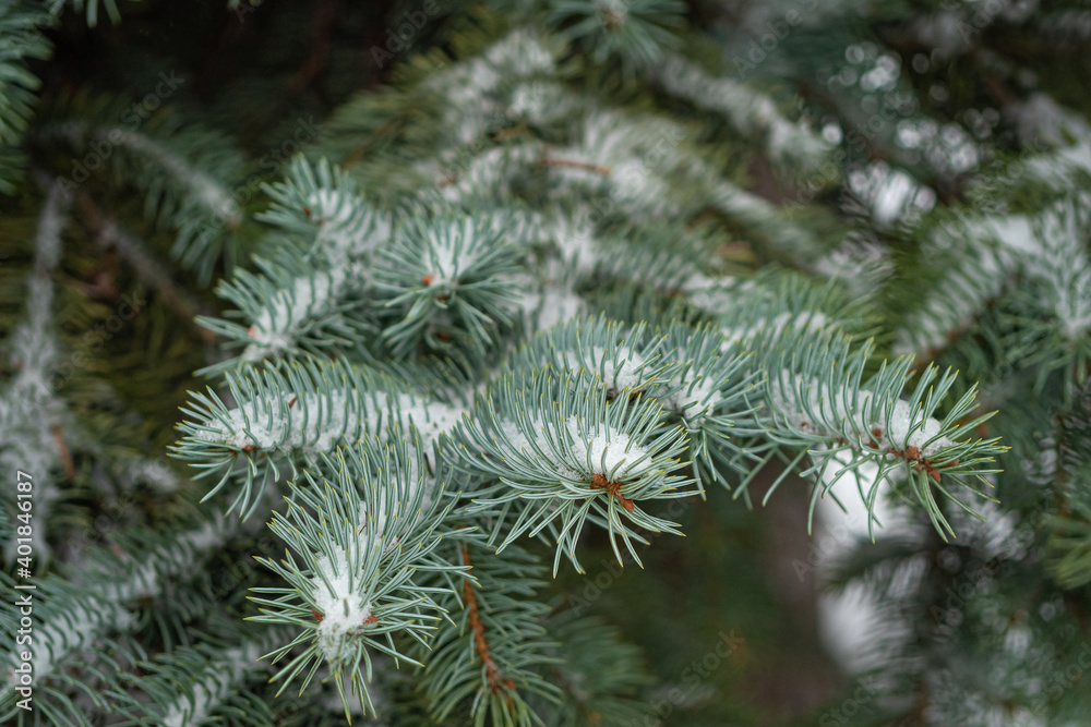 A branch of blue spruce in the snow, there is a place for text. Concept, winter has come, congratulations on the winter holidays A branch of blue spruce in the snow, there is a place for text. Concept, winter has come, congratulations on the winter holidays