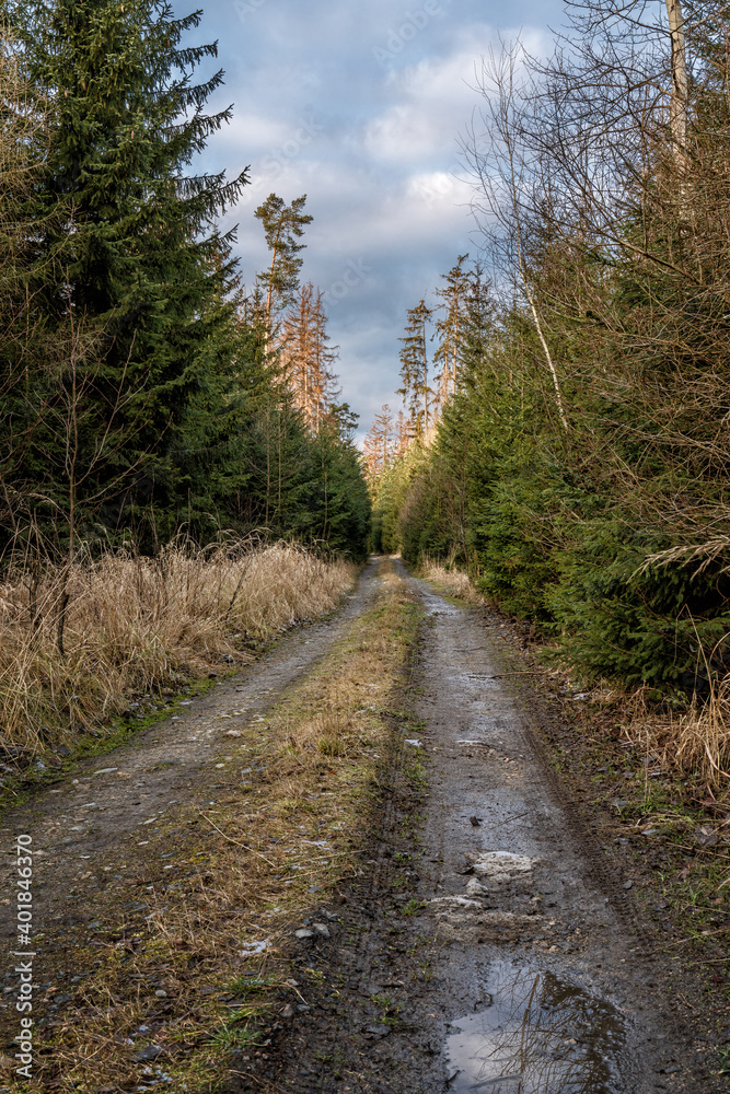 Walking path in forest. Forest road. Walking path in forest. Forest road.