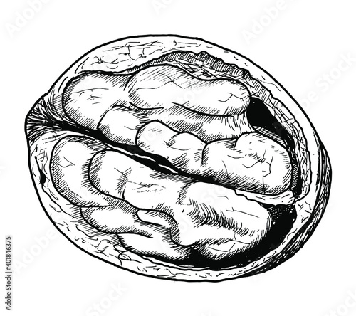 Drawing of persian walnuts - hand sketch of food