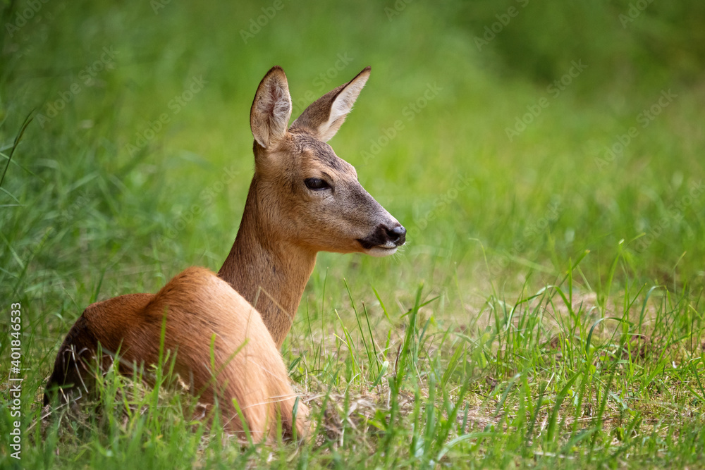 Roe deer in forest, Capreolus capreolus. Wild roe deer in nature. Roe deer in forest, Capreolus capreolus. Wild roe deer in nature.