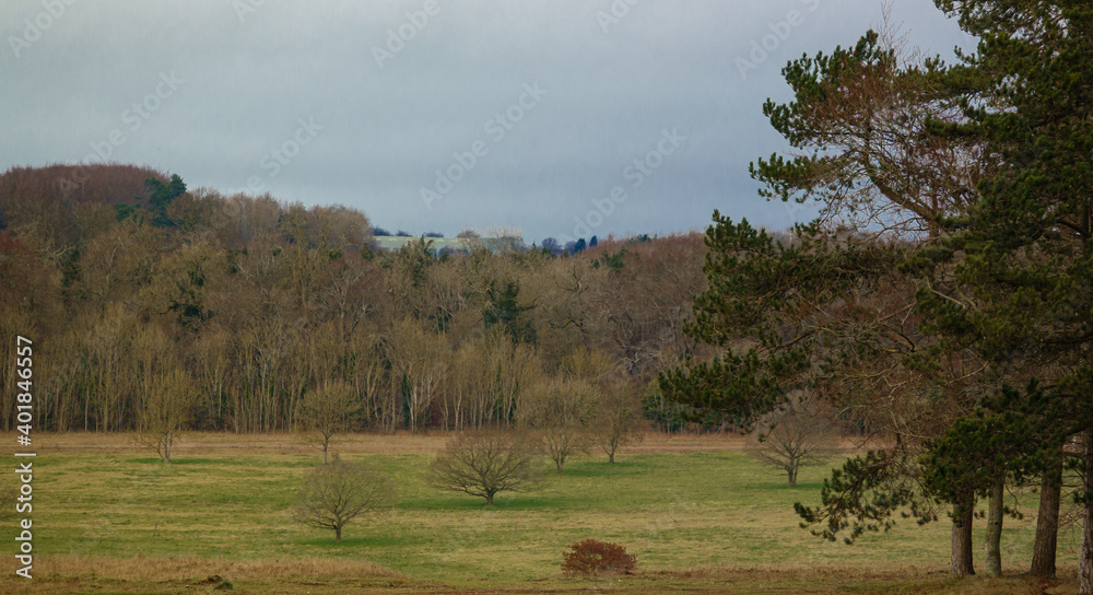 view across open parkland towards autumn woodland with a row of fir tree's to the right 