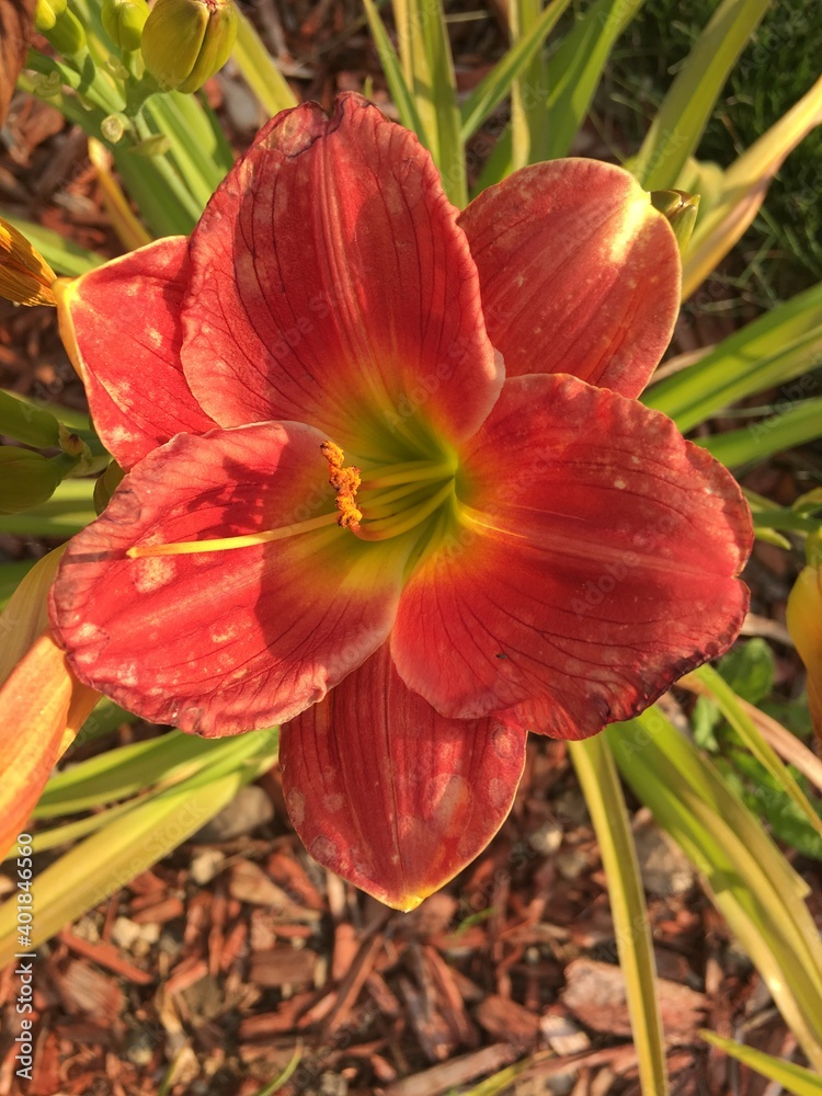 Fototapeta premium Chicago fire day lily