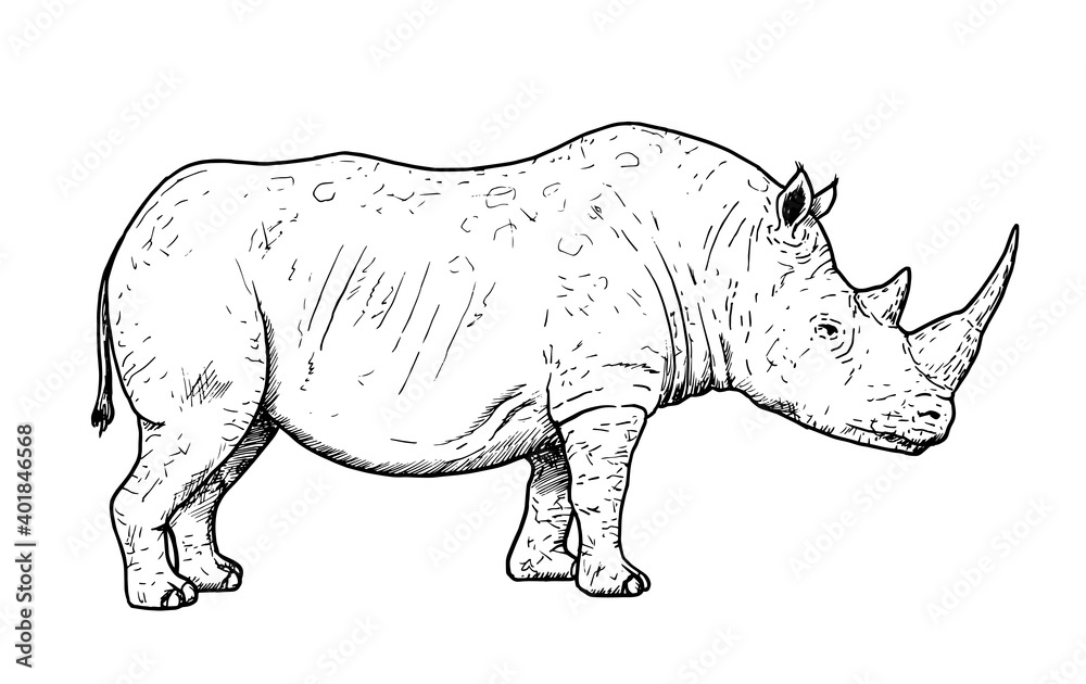 Fototapeta premium Drawing of white rhinoceros - hand sketch of endangered mammal