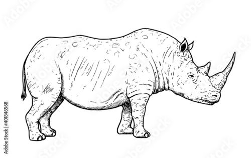 Drawing of white rhinoceros - hand sketch of endangered mammal