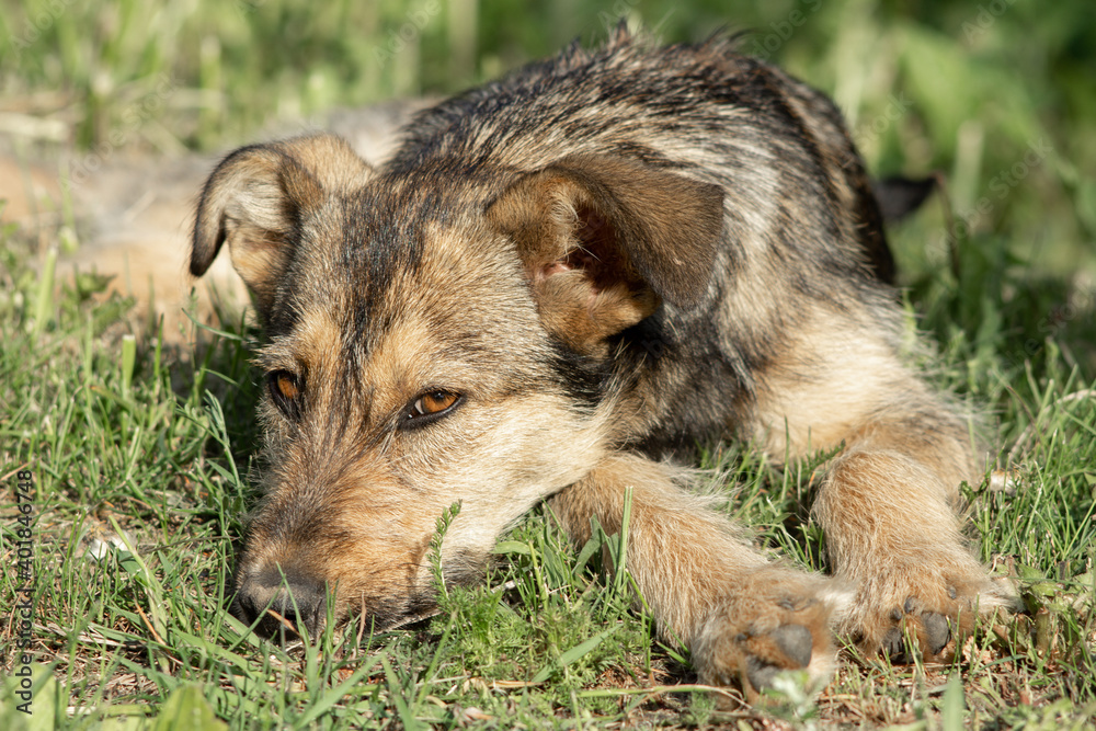 Gray homeless dog resting on the grass Gray homeless dog resting on the grass