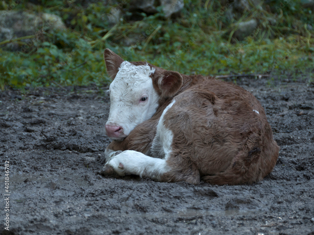 Fototapeta premium Newborn calf in the Bavarian mountains, Germany