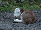 Newborn calf in the Bavarian mountains, Germany
