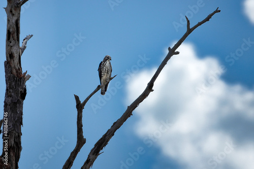 red shouldered hawk on a branch. 