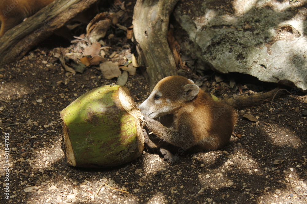 baby coati tearing a coconut in middle of forest

