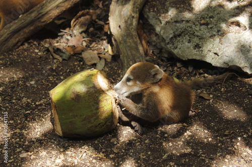 Obraz na płótnie baby coati tearing a coconut in middle of forest
w salonie