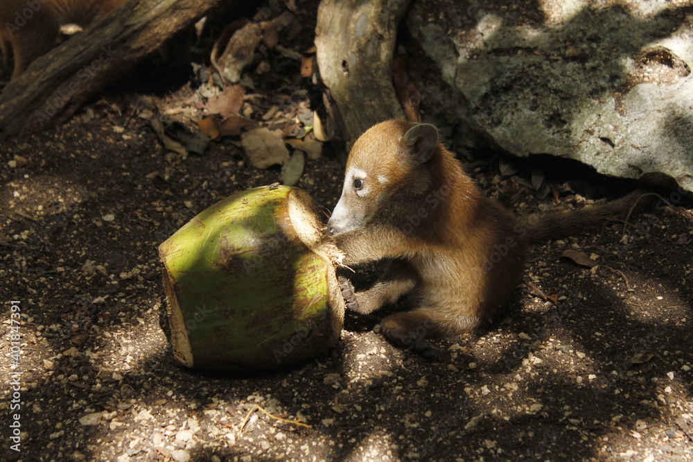 baby coati tearing a coconut in middle of forest