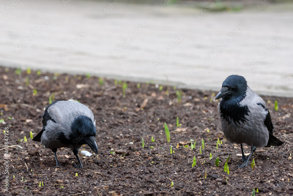 Obraz premium Grey crow birds, Corvus tristis at flower bred in park.