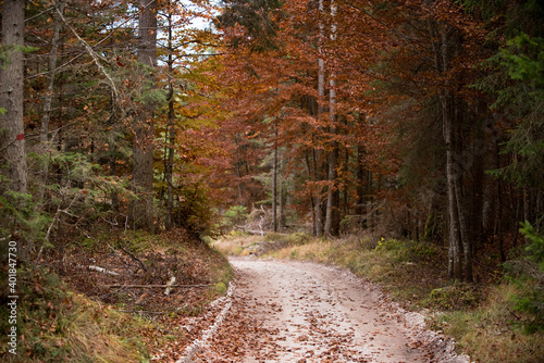 uno scorcio del bosco autunnale, i colori del bosco in autunno