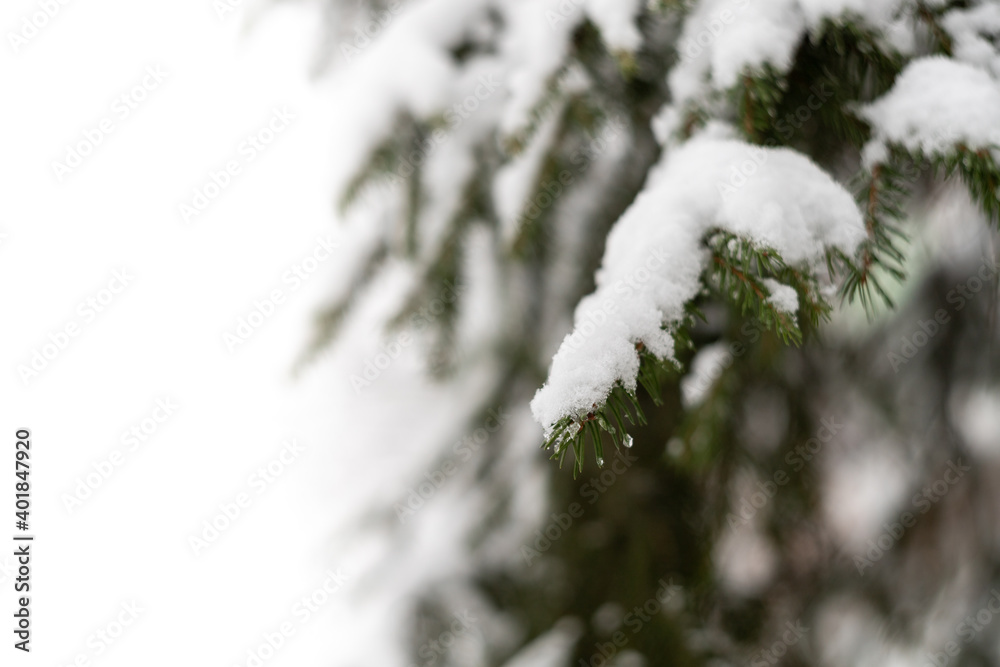Green spruce branches as a textured background. Snow-covered beautiful spruce branch in winter. Christmas tree outdoors in the snow. Green spruce branches as a textured background. Snow-covered beautiful spruce branch in winter. Christmas tree outdoors in the snow.