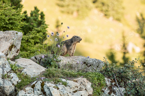 Alpine marmot between flowers photo