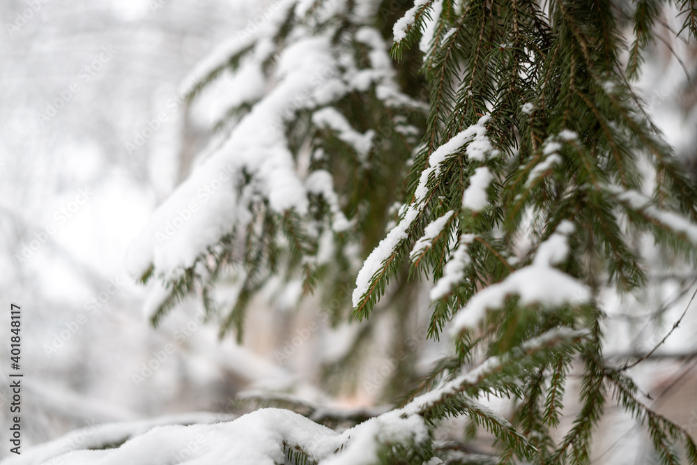 Green spruce branches as a textured background. Snow-covered beautiful spruce branch in winter. Christmas tree outdoors in the snow. Green spruce branches as a textured background. Snow-covered beautiful spruce branch in winter. Christmas tree outdoors in the snow.